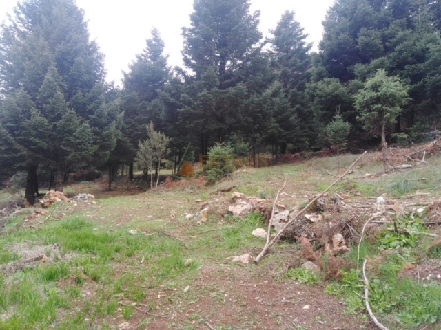 (For Sale) Land Agricultural Land  || Arkadia/Levidi - 6.410 Sq.m, 78.000€ 